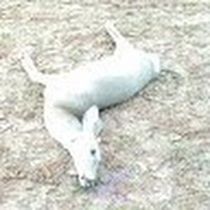 Meet your Posher, Bradley